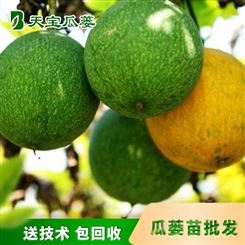 瓜蒌苗批发 天宝2号 瓜蒌之乡品牌 创新农业项目